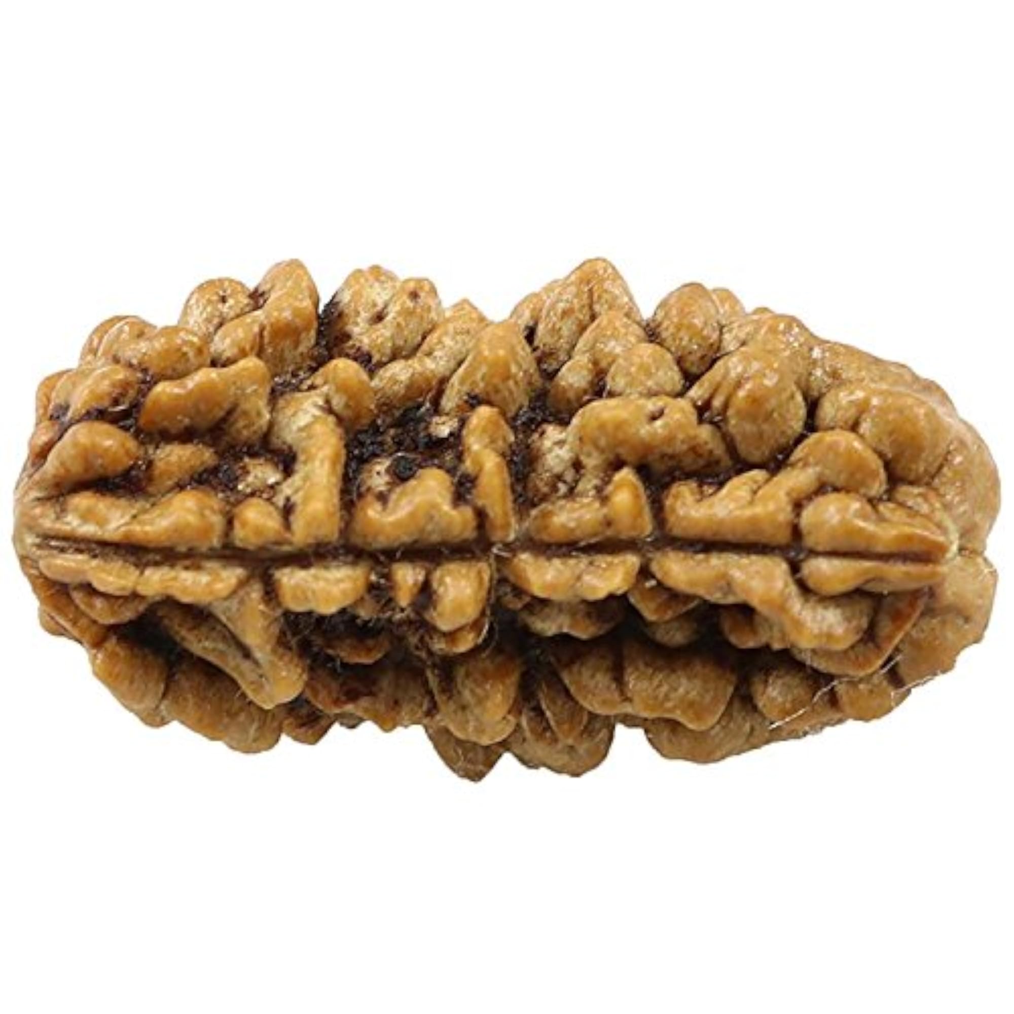 Natural Lab Certified Rudraksha Bead 1 Mukhi One Face